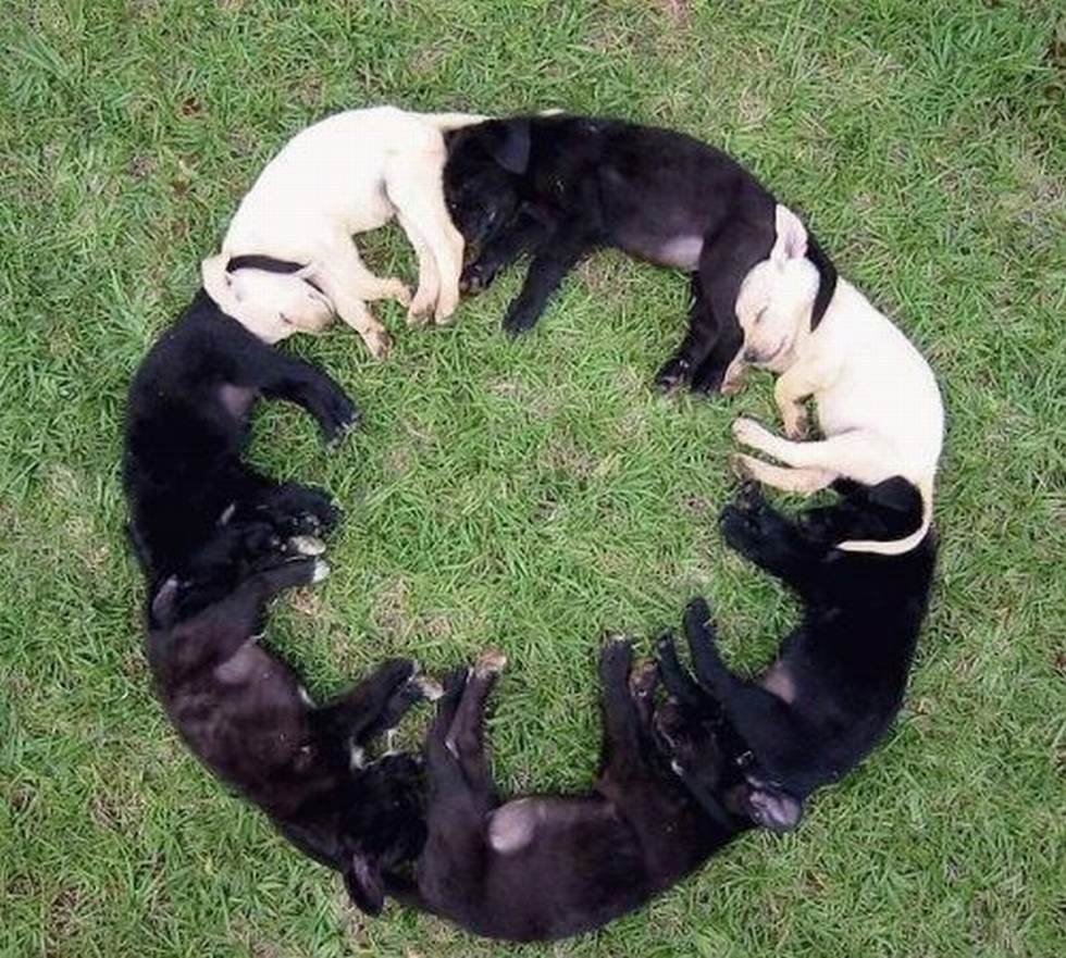 Собака из кругов