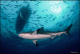 Акула и лодка